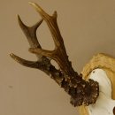 Rehgeweih Rehbock 6 er, Gewicht 318 g Reh Geweih Bock Gehörn Trophäenschild Neu 607.144