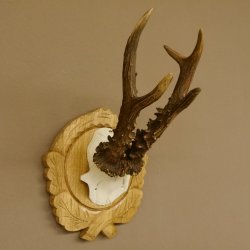 Rehgeweih Rehbock 6 er, Gewicht 318 g Reh Geweih Bock Gehörn Trophäenschild Neu 607.144