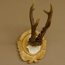 Rehgeweih Rehbock 6 er, Gewicht 318 g Reh Geweih Bock Gehörn Trophäenschild Neu 607.144