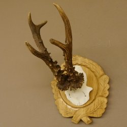 Rehgeweih Rehbock 6 er, Gewicht 318 g Reh Geweih Bock Gehörn Trophäenschild Neu 607.144