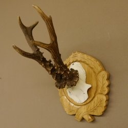 Rehgeweih Rehbock 6 er, Gewicht 318 g Reh Geweih Bock Gehörn Trophäenschild Neu 607.144