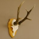Rehgeweih Rehbock 6 er, Gewicht 321 g Reh Geweih Bock...