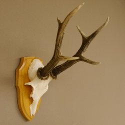 Rehgeweih Rehbock 6 er, Gewicht 321 g Reh Geweih Bock Gehörn Trophäenschild 607.145