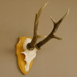 Rehgeweih Rehbock 6 er, Gewicht 321 g Reh Geweih Bock Gehörn Trophäenschild 607.145