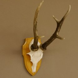 Rehgeweih Rehbock 6 er, Gewicht 321 g Reh Geweih Bock Gehörn Trophäenschild 607.145
