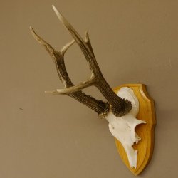 Rehgeweih Rehbock 6 er, Gewicht 321 g Reh Geweih Bock Gehörn Trophäenschild 607.145