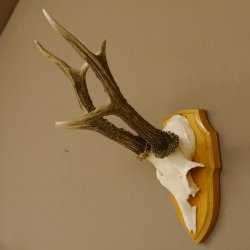 Rehgeweih Rehbock 6 er, Gewicht 321 g Reh Geweih Bock Gehörn Trophäenschild 607.145