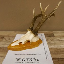 Rehgeweih Rehbock 6 er, Gewicht 321 g Reh Geweih Bock Gehörn Trophäenschild 607.145