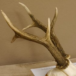 Rehgeweih Rehbock 6 er, Gewicht 321 g Reh Geweih Bock Gehörn Trophäenschild 607.145