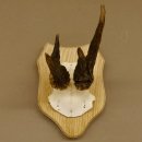 Rehgeweih abnormer Rehbock Reh Geweih Bock Gehörn Trophäenschild 607.146