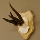 Rehgeweih abnormer Rehbock Reh Geweih Bock Gehörn Trophäenschild 607.146
