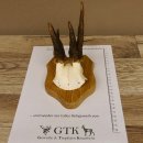 Rehgeweih abnormer Rehbock Reh Geweih Bock Gehörn Trophäenschild 607.146