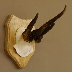 Rehgeweih abnormer Rehbock Reh Geweih Bock Gehörn Trophäenschild 607.146
