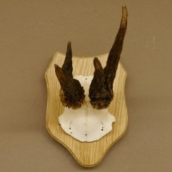 Rehgeweih abnormer Rehbock Reh Geweih Bock Gehörn Trophäenschild 607.146