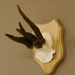 Rehgeweih abnormer Rehbock Reh Geweih Bock Gehörn Trophäenschild 607.146