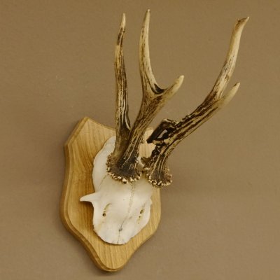 Rehgeweih abnormer Rehbock Reh Geweih Bock Gehörn Trophäenschild 607.147
