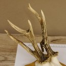 Rehgeweih abnormer Rehbock Reh Geweih Bock Gehörn Trophäenschild 607.147