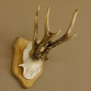 Rehgeweih abnormer Rehbock Reh Geweih Bock Gehörn Trophäenschild 607.147