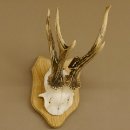Rehgeweih abnormer Rehbock Reh Geweih Bock Gehörn Trophäenschild 607.147