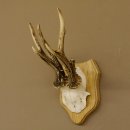 Rehgeweih abnormer Rehbock Reh Geweih Bock Gehörn Trophäenschild 607.147