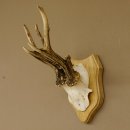 Rehgeweih abnormer Rehbock Reh Geweih Bock Gehörn Trophäenschild 607.147