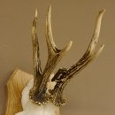 Rehgeweih abnormer Rehbock Reh Geweih Bock Gehörn Trophäenschild 607.147