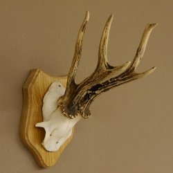Rehgeweih abnormer Rehbock Reh Geweih Bock Gehörn Trophäenschild 607.147