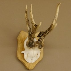 Rehgeweih abnormer Rehbock Reh Geweih Bock Gehörn Trophäenschild 607.147