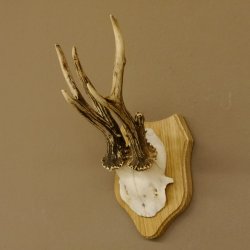 Rehgeweih abnormer Rehbock Reh Geweih Bock Gehörn Trophäenschild 607.147