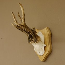 Rehgeweih abnormer Rehbock Reh Geweih Bock Gehörn Trophäenschild 607.147