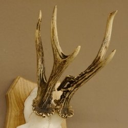 Rehgeweih abnormer Rehbock Reh Geweih Bock Gehörn Trophäenschild 607.147