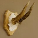 Rehgeweih abnormer Rehbock Reh Geweih Bock Gehörn Trophäenschild 607.148