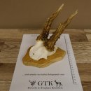 Rehgeweih abnormer Rehbock Reh Geweih Bock Gehörn Trophäenschild 607.148