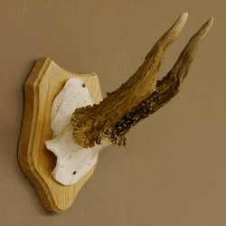 Rehgeweih abnormer Rehbock Reh Geweih Bock Gehörn Trophäenschild 607.148