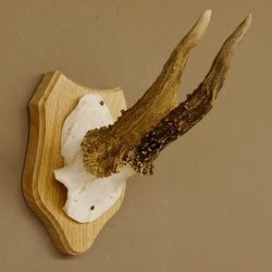 Rehgeweih abnormer Rehbock Reh Geweih Bock Gehörn Trophäenschild 607.148