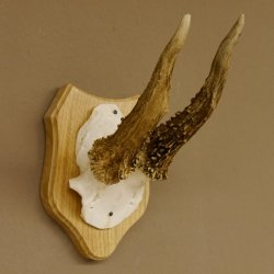 Rehgeweih abnormer Rehbock Reh Geweih Bock Gehörn Trophäenschild 607.148