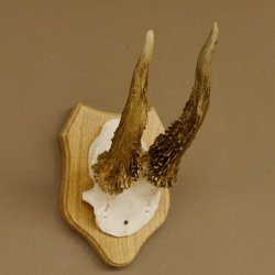 Rehgeweih abnormer Rehbock Reh Geweih Bock Gehörn Trophäenschild 607.148