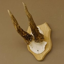 Rehgeweih abnormer Rehbock Reh Geweih Bock Gehörn Trophäenschild 607.148