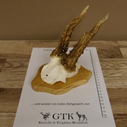 Rehgeweih abnormer Rehbock Reh Geweih Bock Gehörn Trophäenschild 607.148