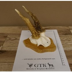 Rehgeweih abnormer Rehbock Reh Geweih Bock Gehörn Trophäenschild 607.148
