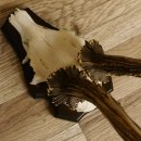 Rehgeweih Rehbock HL 26 cm Reh Bock Geweih Rehgeweihe 608.124