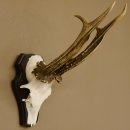 Rehgeweih Rehbock HL 26 cm Reh Bock Geweih Rehgeweihe 608.124