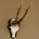 Rehgeweih Rehbock HL 26 cm Reh Bock Geweih Rehgeweihe 608.124