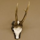 Rehgeweih Rehbock HL 26 cm Reh Bock Geweih Rehgeweihe 608.124