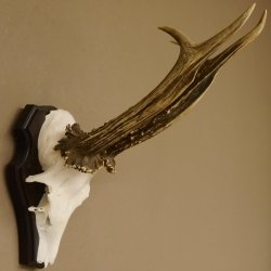 Rehgeweih Rehbock HL 26 cm Reh Bock Geweih Rehgeweihe 608.124