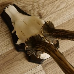 Rehgeweih Rehbock HL 26 cm Reh Bock Geweih Rehgeweihe 608.124