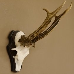 Rehgeweih Rehbock HL 26 cm Reh Bock Geweih Rehgeweihe 608.124