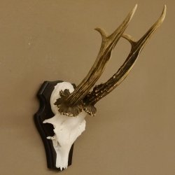 Rehgeweih Rehbock HL 26 cm Reh Bock Geweih Rehgeweihe 608.124