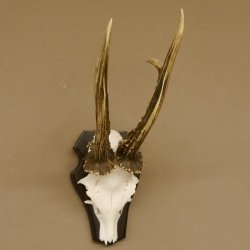 Rehgeweih Rehbock HL 26 cm Reh Bock Geweih Rehgeweihe 608.124