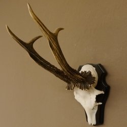 Rehgeweih Rehbock HL 26 cm Reh Bock Geweih Rehgeweihe 608.124